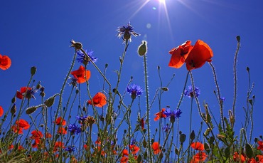 field-of-poppies-807871_640.jpg