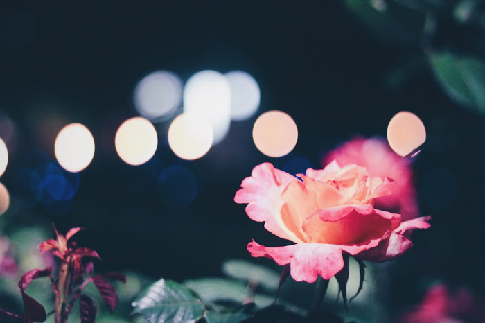 花花.jpg